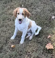 Kobe, a male Aussiedoodle for sale in Hernando, MS – 4 of 6