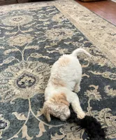 Kira, a female Aussiedoodle for sale in Hernando, MS – 6 of 7