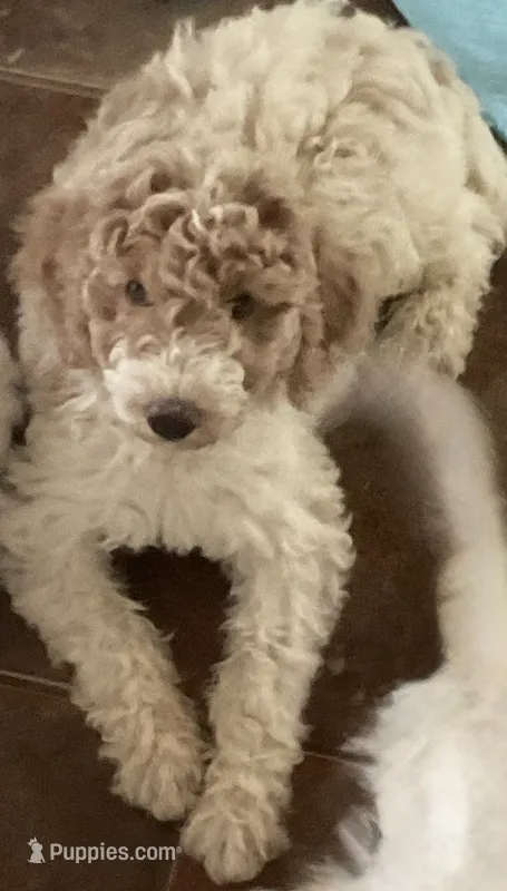 Lady – Aussiedoodle puppy for sale in Hernando, MS
