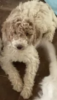 Lady, a female Aussiedoodle for sale in Hernando, MS – 2 of 7
