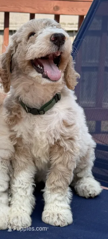 Kirby – Aussiedoodle puppy for sale in Hernando, MS