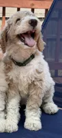Kirby, a female Aussiedoodle for sale in Hernando, MS – 4 of 5