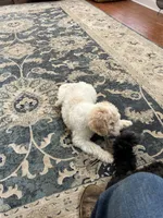 Kira, a female Aussiedoodle for sale in Hernando, MS – 4 of 7