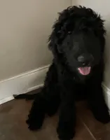 Ten, a male Aussiedoodle for sale in Hernando, MS – 5 of 7
