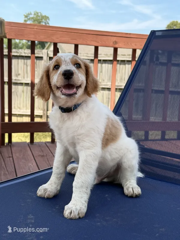 Kobe – Aussiedoodle puppy for sale in Hernando, MS