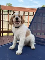 Kobe, a male Aussiedoodle for sale in Hernando, MS – 1 of 5