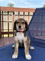 Berry, a female Aussiedoodle for sale in Hernando, MS – 4 of 5