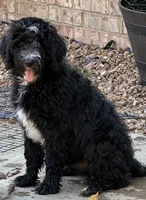 Blaze, a male Aussiedoodle for sale in Hernando, MS – 5 of 6