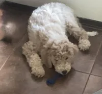 Kirby, a female Aussiedoodle for sale in Hernando, MS – 3 of 7