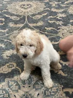Kira, a female Aussiedoodle for sale in Hernando, MS – 5 of 7