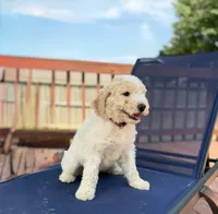 Kirby, a female Aussiedoodle for sale in Hernando, MS – 7 of 7