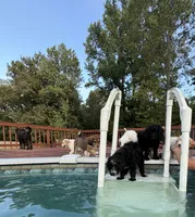 Blaze, a male Aussiedoodle for sale in Hernando, MS – 4 of 6