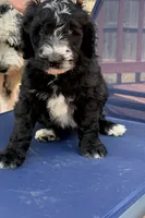 Blaze, a male Aussiedoodle for sale in Hernando, MS – 4 of 5