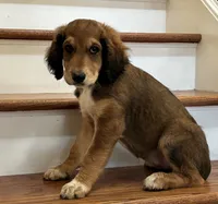Berry, a female Aussiedoodle for sale in Hernando, MS – 3 of 5