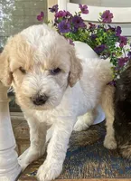 Kira, a female Aussiedoodle for sale in Hernando, MS – 7 of 7