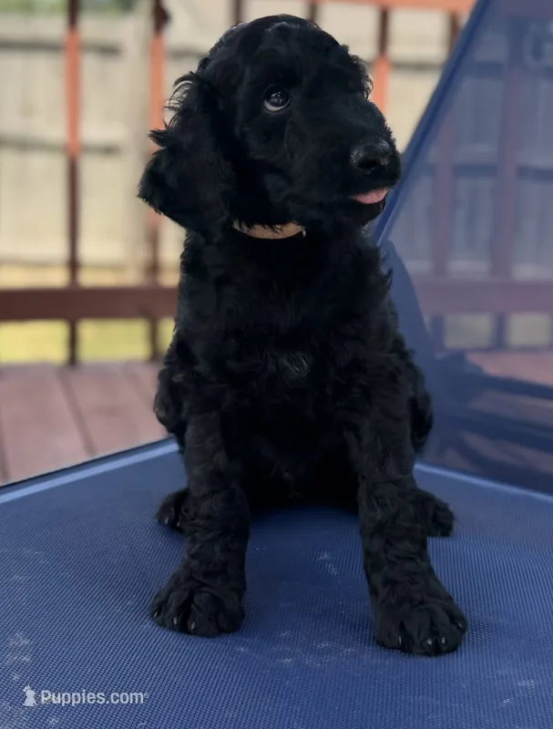 Ten – Aussiedoodle puppy for sale in Hernando, MS