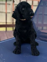Ten, a male Aussiedoodle for sale in Hernando, MS – 1 of 5