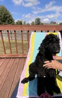 Ten, a male Aussiedoodle for sale in Hernando, MS – 7 of 7