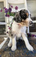 Katie, a female Aussiedoodle for sale in Hernando, MS – 2 of 4