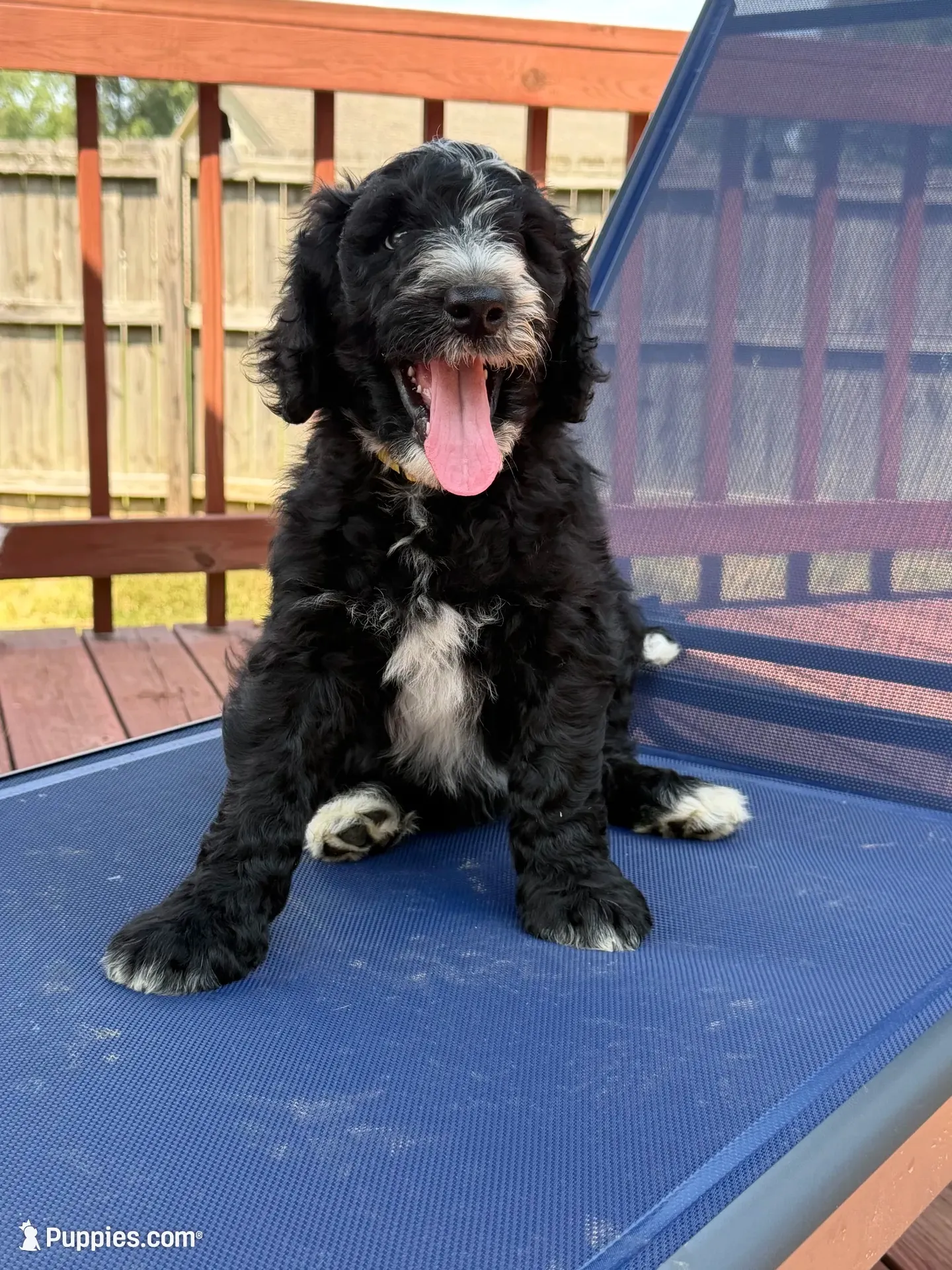 Blaze, a male Aussiedoodle for sale in Hernando, MS – 1 of 5