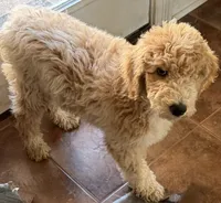 Lady, a female Aussiedoodle for sale in Hernando, MS – 7 of 7