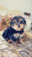 Mila, a female Yorkshire Terrier and Poodle - Miniature  for sale in Jacksonville, FL – 5 of 6