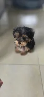 Mila, a female Yorkshire Terrier and Poodle - Miniature  for sale in Jacksonville, FL – 4 of 6