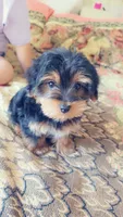 Mila, a female Yorkshire Terrier and Poodle - Miniature  for sale in Jacksonville, FL – 2 of 6