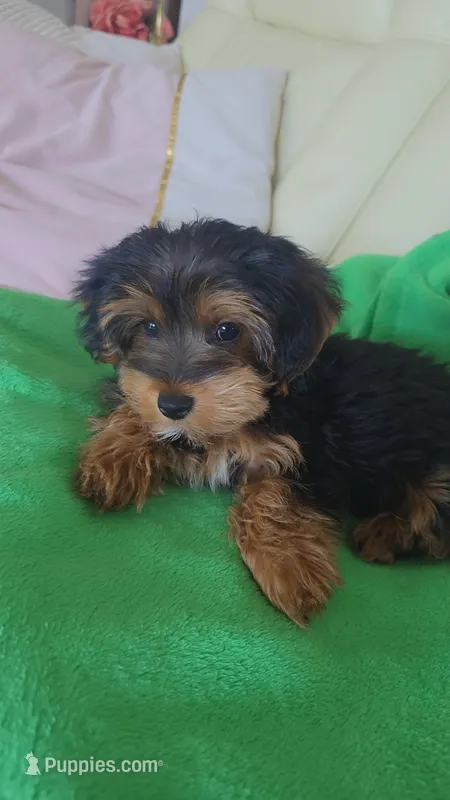 Mila – Yorkshire Terrier, Poodle - Miniature  puppy for sale in Jacksonville, FL
