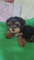Mila, a female Yorkshire Terrier and Poodle - Miniature  for sale in Jacksonville, FL – 1 of 6