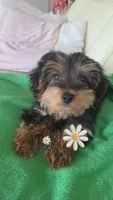 Mila, a female Yorkshire Terrier and Poodle - Miniature  for sale in Jacksonville, FL – 3 of 6