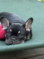 Green , a male French Bulldog for sale in Ironwood, MI – 4 of 4