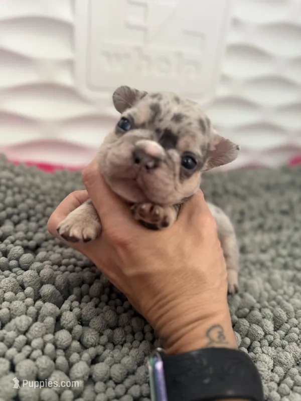 Buzz  – French Bulldog puppy for sale in Ironwood, MI