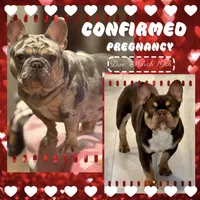 Buzz , a male French Bulldog for sale in Ironwood, MI – Photo 6 of 6