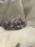 Buzz , a male French Bulldog for sale in Ironwood, MI – Photo 4 of 6