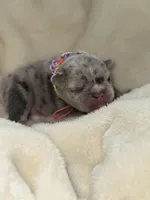 Buzz , a male French Bulldog for sale in Ironwood, MI – Photo 2 of 6