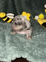 Buzz , a male French Bulldog for sale in Ironwood, MI – Photo 3 of 3