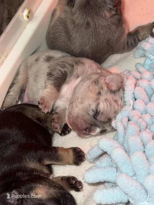 Buzz  – French Bulldog puppy for sale in Ironwood, MI