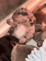 Buzz , a male French Bulldog for sale in Ironwood, MI – Photo 3 of 6