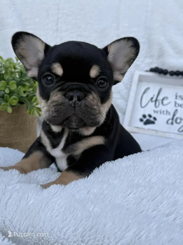 Drone – French Bulldog puppy for sale in Ironwood, MI