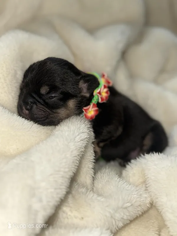 Drone – French Bulldog puppy for sale in Ironwood, MI