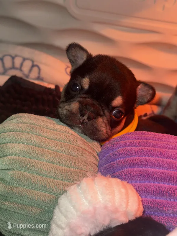 Drone – French Bulldog puppy for sale in Ironwood, MI