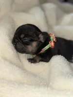 Drone, a male French Bulldog for sale in Ironwood, MI – Photo 2 of 3