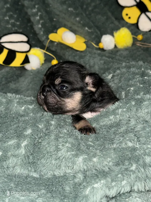 Drone – French Bulldog puppy for sale in Ironwood, MI