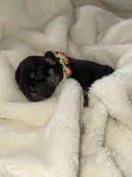 Drone, a male French Bulldog for sale in Ironwood, MI – Photo 3 of 3