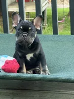 Green , a male French Bulldog for sale in Ironwood, MI – 2 of 4