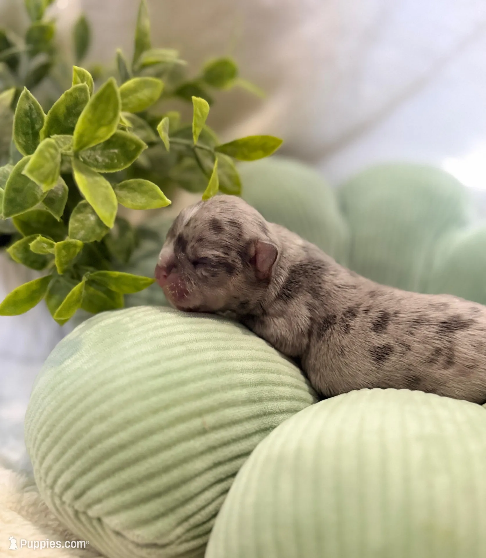 Buzz , a male French Bulldog for sale in Ironwood, MI – Photo 5 of 6