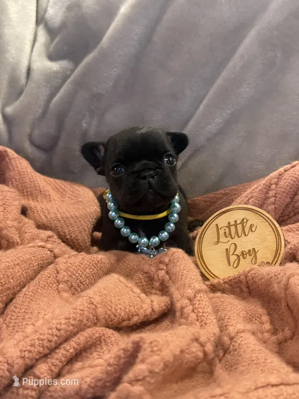 Bumble  – French Bulldog puppy for sale in Ironwood, MI