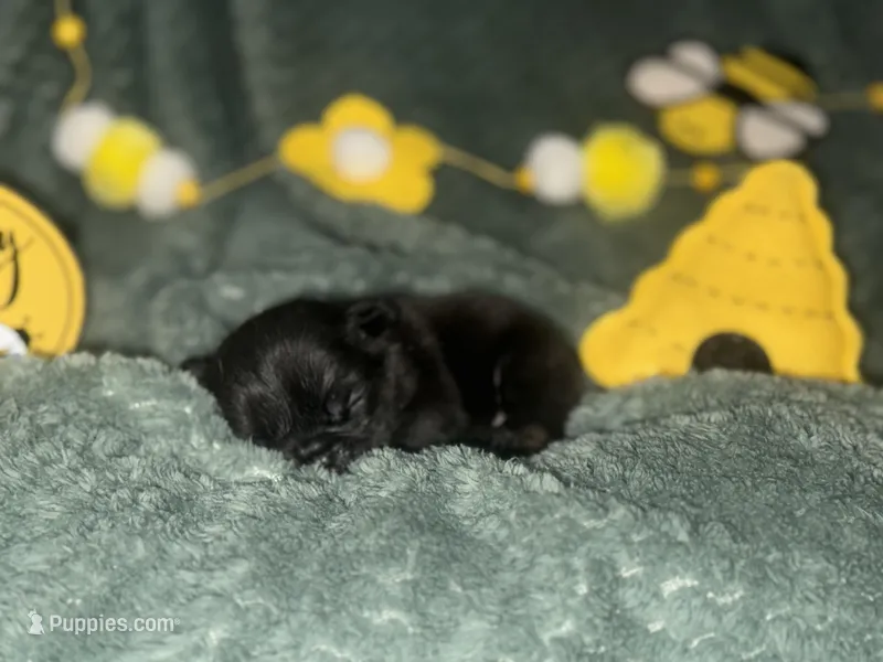 Bumble  – French Bulldog puppy for sale in Ironwood, MI