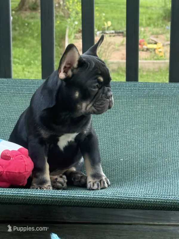 Green  – French Bulldog puppy for sale in Ironwood, MI